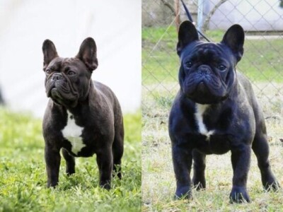 Dve ženke francuskog buldoga