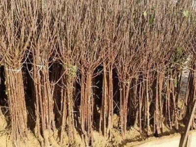 Dvogodisnje sadnice kalemljenog oraha - Rasadnik Antić