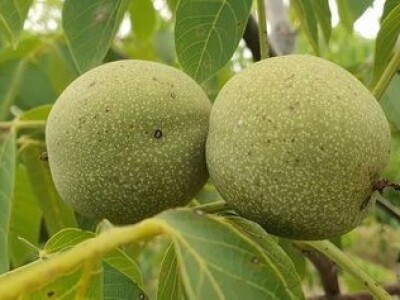 Dvogodisnje sadnice kalemljenog oraha - Rasadnik Antić