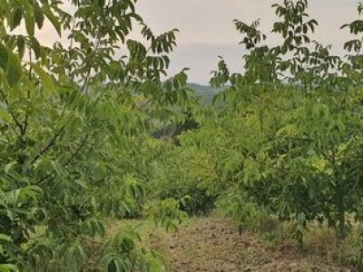 Dvogodisnje sadnice kalemljenog oraha - Rasadnik Antić