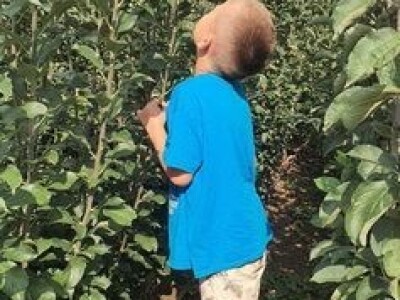 Dvogodisnje sadnice kalemljenog oraha - Rasadnik Antić