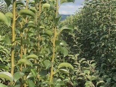 Dvogodisnje sadnice kalemljenog oraha - Rasadnik Antić