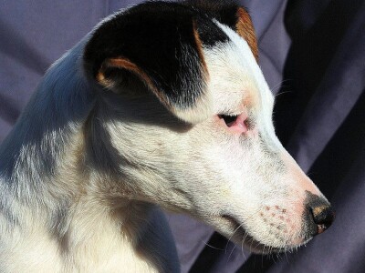 Džek Rasel terijer/Jack Russell Terrier