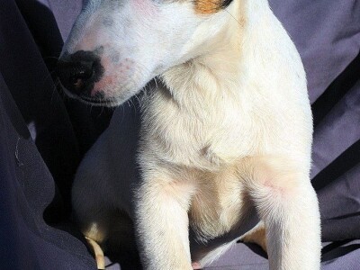 Džek Rasel terijer/Jack Russell Terrier