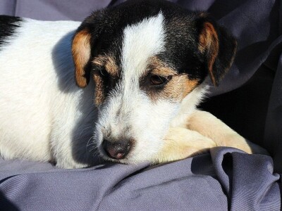 Džek Rasel terijer/Jack Russell Terrier