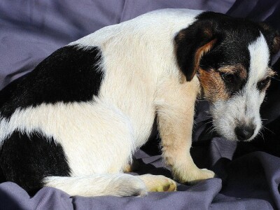 Džek Rasel terijer/Jack Russell Terrier