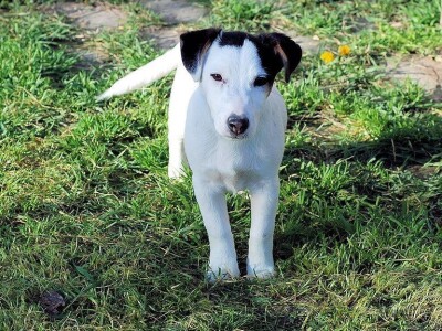 Džek Rasel terijer/Jack Russell Terrier