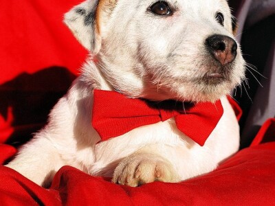 Džek Rasel terijer/Jack Russell Terrier
