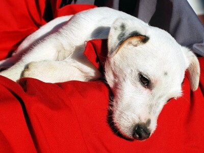 Džek Rasel terijer/Jack Russell Terrier