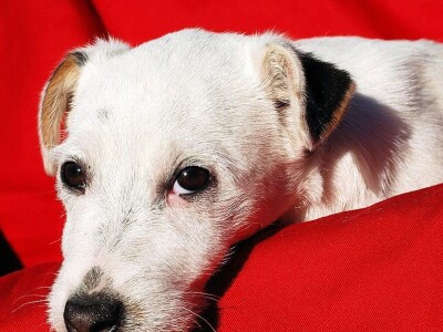 Džek Rasel terijer/Jack Russell Terrier