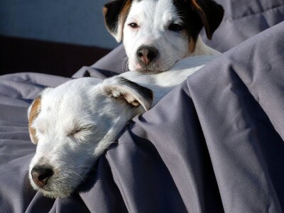 Džek Rasel terijer/Jack Russell Terrier
