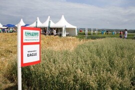 EAGLE - RWA sorta ozime bijele zobi