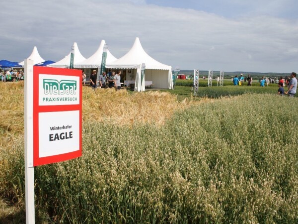 EAGLE - RWA sorta ozime bijele zobi