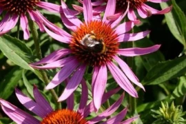 ECHINACEA Echinacea purpurea