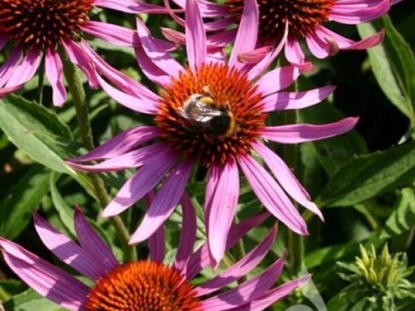 ECHINACEA Echinacea purpurea