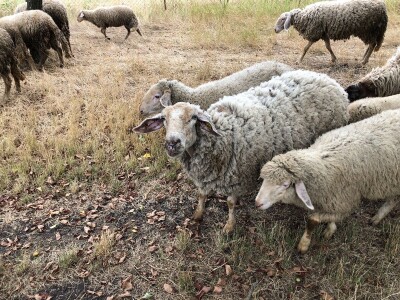 Prodajem ovce i koze mesovite sorte!!!! Cena vise nego povoljna!!!