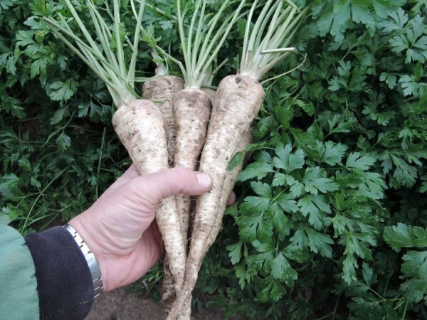 Efez - sjeme peršina