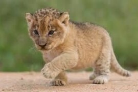 Egzotične mačke na prodaju