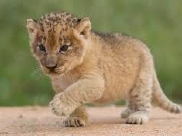 Egzotične mačke na prodaju