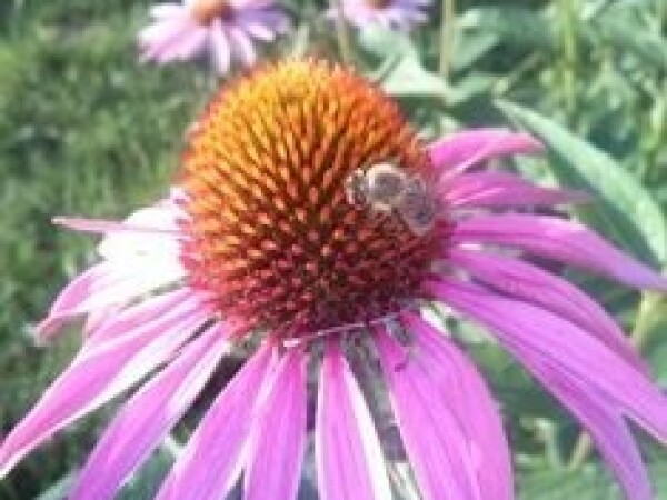 Ehinacea