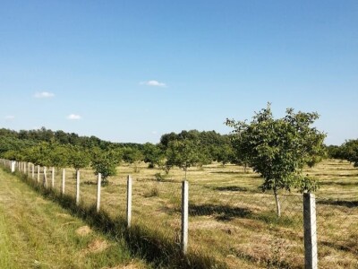 Eko voćnjaci Oraha 4.19 ha i 1.36 ha - Podravske Sesvete – PRODAJA