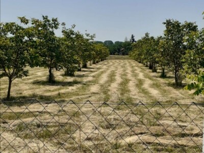 Eko voćnjaci Oraha 4.19 ha i 1.36 ha - Podravske Sesvete – PRODAJA
