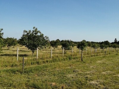 Eko voćnjaci Oraha 4.19 ha i 1.36 ha - Podravske Sesvete – PRODAJA