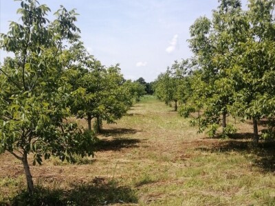 Eko voćnjaci Oraha 4.19 ha i 1.36 ha - Podravske Sesvete – PRODAJA