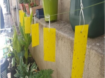 Ekoloski PP stik za insekte bez pesticida