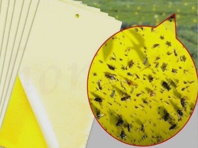 Ekoloski PP stik za insekte bez pesticida