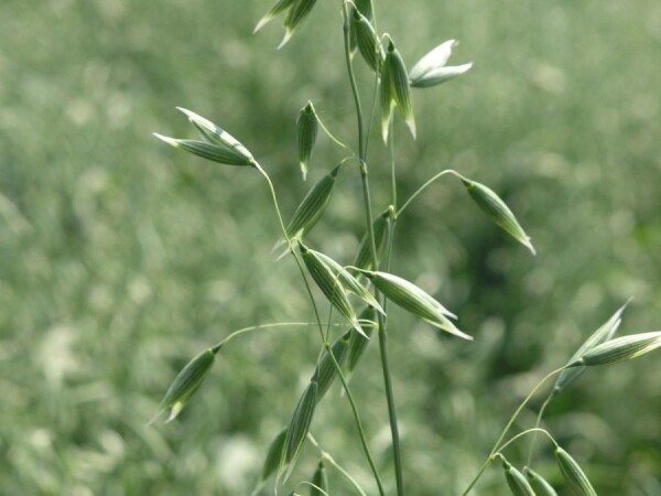 ENJOY – RWA jara žuta zob