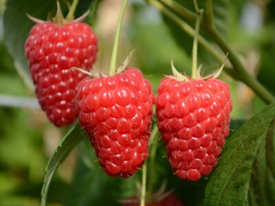 Malina - Willamette i Enrosadira - sertifikovane bezvirusne sadnice