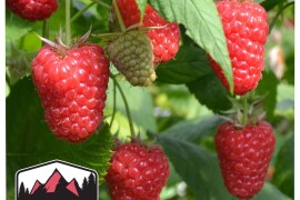 Sadnice:  malina, kupina, jagoda, ribizla