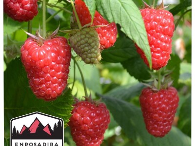 Sadnice:  malina, kupina, jagoda, ribizla