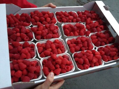 Malina - Willamette i Enrosadira - sertifikovane bezvirusne sadnice