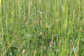 Djetelinsko-travna smjesa (DTS) LOKVINA - višegodišnja