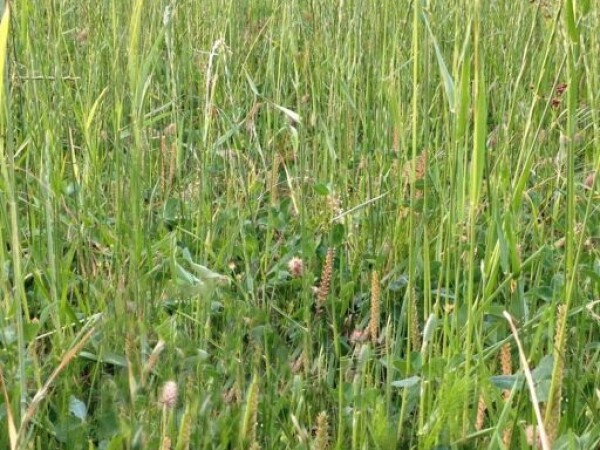 Djetelinsko-travna smjesa (DTS) LOKVINA - višegodišnja