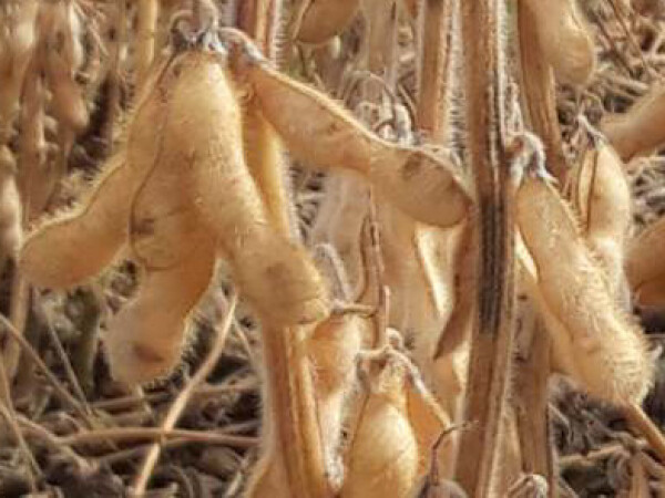 ES Advisor - Rana soja krupnog zrna i odličnih prinosa