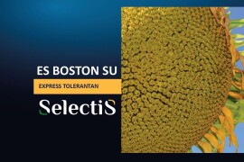 ES BOSTON SU - SelectiS hibrid suncokreta