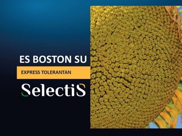 ES BOSTON SU - SelectiS hibrid suncokreta