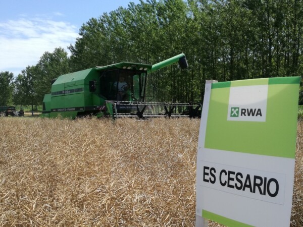 ES CESARIO  – RWA hibrid uljane repice