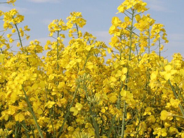 ES IMPERIO  – RWA hibrid uljane repice