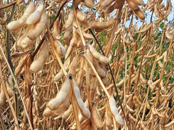 ES Tribor - rana sorta soje, lider u proizvodnji