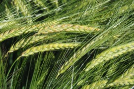 ESCALENA – RWA jari ječam