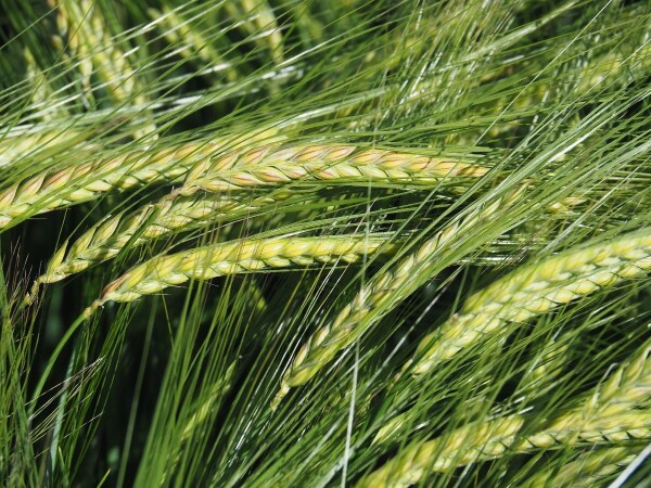 ESCALENA – RWA jari ječam