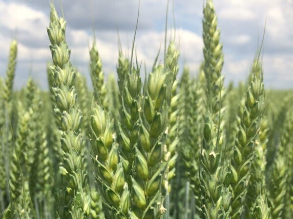 Ethic - Sorte pšenice u našoj ponudi