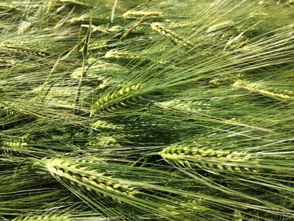 Etincel - Sorta stočnog ječma