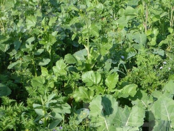 Zelena gnojidba BIORAZNOLIKOST