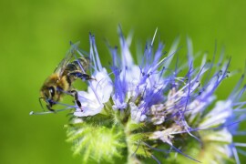 RWA smjesa za cvjetni pojas proljeće