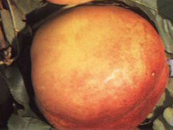 Nektarina - Fantasia - sadnice